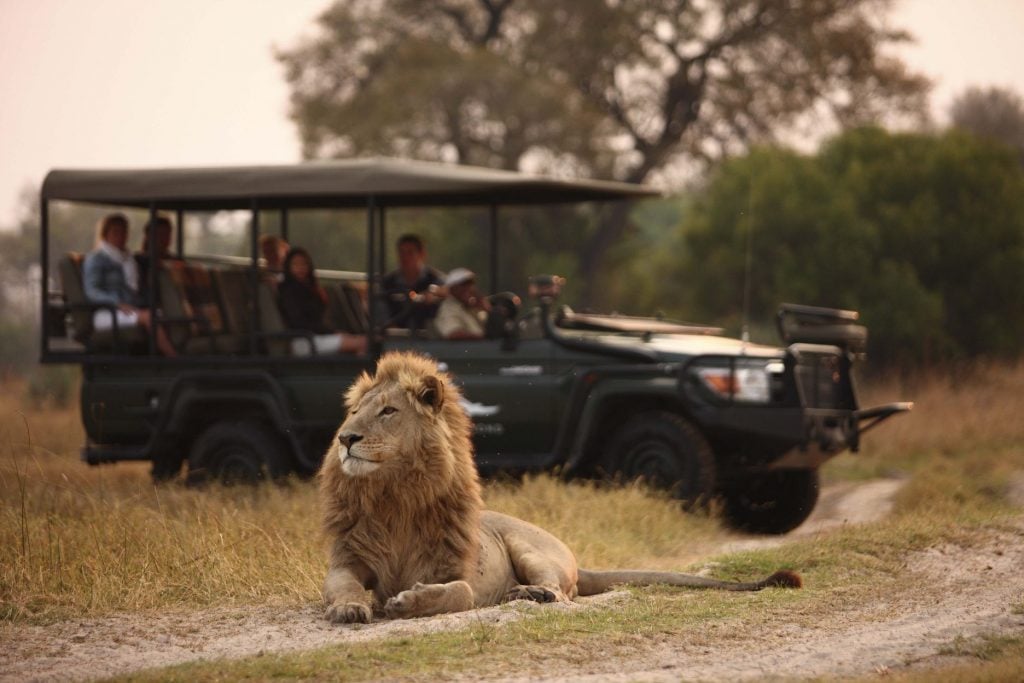 sandibe game drive botswana