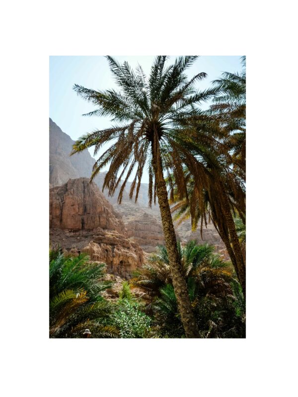 oman wadi shab palm tree canyon nature