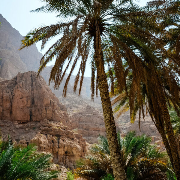oman wadi shab palm tree canyon nature